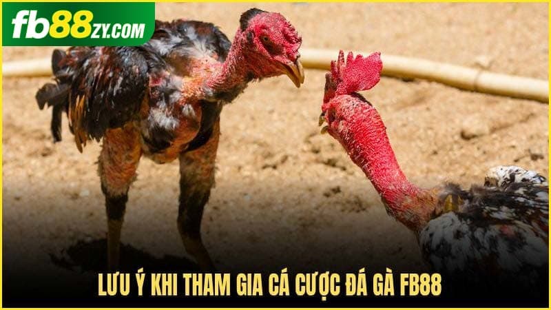 Chia sẻ mẹo hay khi cược chọi gà trên nền tảng FB88 từ cao thủ